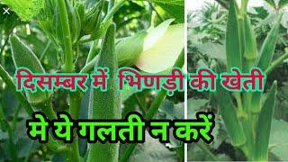 okra farming ladyfinger भिड़ी की खेती how to grow okraladyfingerladyfinger या ओकरा की kheti moh