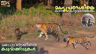 Kanha Tiger Reserve  Madhyapradesh  Tiger Forest in Central India