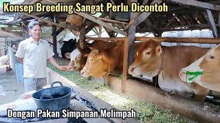 INI DIA CONTOH CARA BETERNAK BREEDING SAPI YANG DICARI...