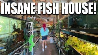 FISH ROOM TOUR  Monster aquariums aquaponics greenhouse and more The king of DIY