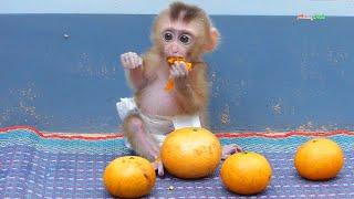 Good Job Pruno Sitting Up Like Human While Eating Orange Pruno Well Trained Sitting Up Like Human