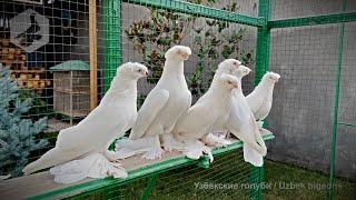 В гостях у ташкентского любителя голубей молодняк на продажу в конце видео