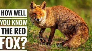 Red Fox  Description Characteristics and Facts