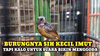 BURUNGNYA SIH KECIL TAPI KALO SUARANYA BIKIN PENGEN BELICEK HARGA BURUNG DIKIOS ARIP PB.PRAMUKA