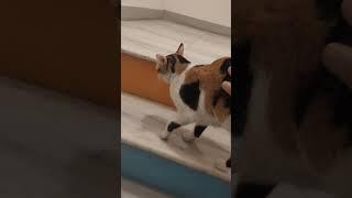 Cat trying to talk with me