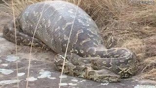 Python eats porcupine instantly regrets it