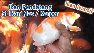 Dari Mana Asal Ikan Mas??  Ikan Invasif  Ikan Pendatang