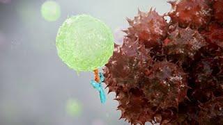 Combination Immunotherapy Animation