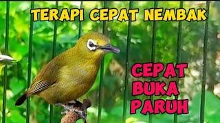 Terapi pleci agar buka paruh dan nembak