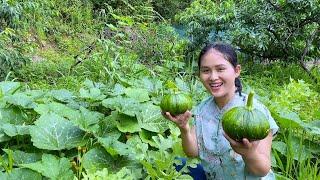 每天一道新菜，今天摘两个南瓜，吃南瓜丝饼