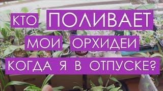 Орхидеи и отпуск. Моя система.  Видеоотчет оператора