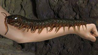Inilah Kelabang Terbesar Dunia Yang Hidup Di Amazon - Amazonian Giant Centipede
