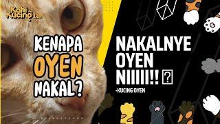 Kenapa kucing Oyen nakal?