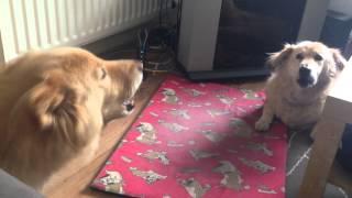 Cute dogs talking to each other