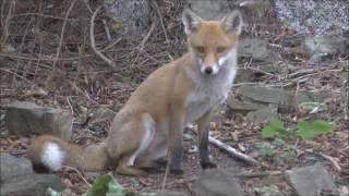 Red Fox Vulpes vulpes vixen paying a rare daytime visit