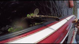 LIVE SHINERS Fishing in a FLOODED FORREST