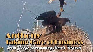 Anthony  Taking Care of Business  From Fledge to Moving Moms Branch  61723  Explore.org