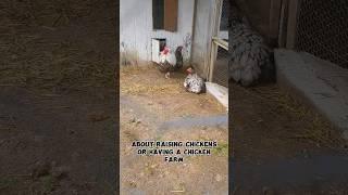 5 Things You Didnt Know About Chicken Farming #chickenfarming