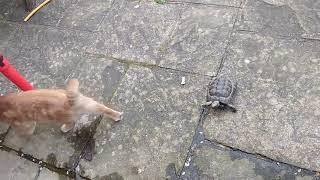 Animals Messed With The Wrong Opponent 