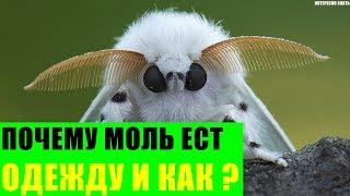 Почему моль ест одежду и как?