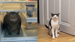 Funny Moments of Cats  Funny Video Compilation - Fails Of The Week #32