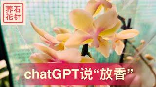 有香味的蝴蝶兰 - 如何判别香味的真假 - 咨询chatGPT关于蝴蝶兰放香