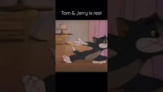 Puspa is copy from Tom & Jerry