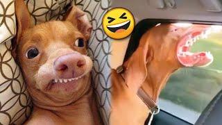 Funny DOGS and Puppies & Puppy Videos  TikTok Compilation 2023  JoysPets
