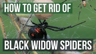 How to Get Rid of Black Widow Spiders 4 Easy Steps