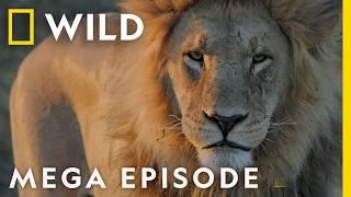 Savage Kingdom Season 4 MEGA EPISODE Compilation  Nat Geo Wild