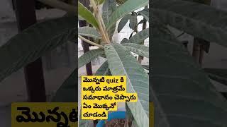 మొన్నటి quiz కి ఒక్కరు మాత్రమే సమాధానం చెప్పారు ఏం మొక్కనో చూడండి #quiz #answer #youtubeshorts