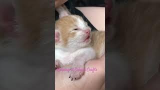 Tiny kitten trying to find her voice #cats #kitten #kittens #baby