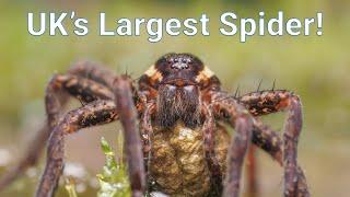 Britains Biggest Spiders - Bog and Fen Raft Spiders