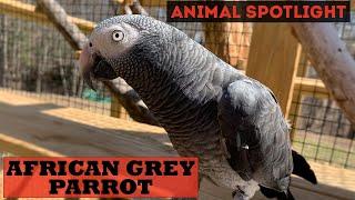 Animal Spotlight  African Grey Parrot Timneh