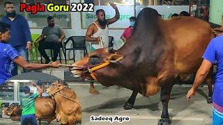 Pagla Gorur Paglami 2022  Sadeeq Agro Pagla Goru Paglami 2022  Biggest Cow In Bangladesh  CowFarm