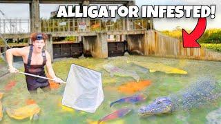 I Found ALLIGATOR INFESTED Water FULL Of AQUARIUM FISH