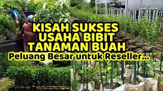 KISAH SUKSES USAHA PEMBIBITAN TANAMAN BUAH