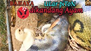 Jadi Merinding Ular Piton Besar Masuk kandang Ayam ○ #ularpiton #ularphiton #anakayam #alurcerita