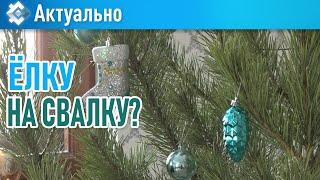 Как утилизировать новогоднюю натуральную ель без вреда природе