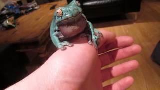 Whites Tree Frog croaking chat