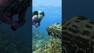 How to go diving in Roatan Honduras ️ #divetravel #scubadiving
