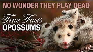 True Facts Not-Dead Opossums and Their Weird Defenses