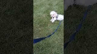 Our puppy loves to run around our back yard.