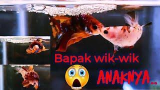 Bapak Anak Wik-wik..