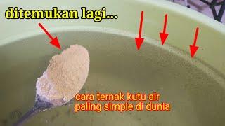 lagi‼ ditemukan cara ternak kutu air paling simple dan efektif...