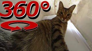 360 Degree Cat Video - The Cats In the Bag - Full Version