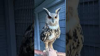 Tickling an Owls Feet