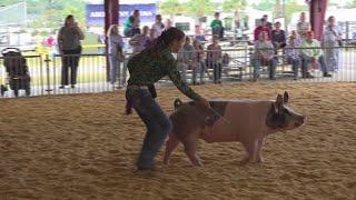 How to win a pig contest at the fair according to kid expert