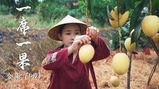 Fruit Compilation 1  Lychee Longan Mango... A collection of Yunnan fruits documented before