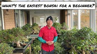 What is the Easiest Bonsai for a Beginner?